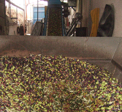 Arrivo delle olive