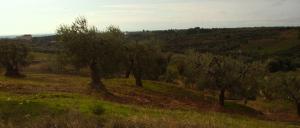 Articolo completo...
